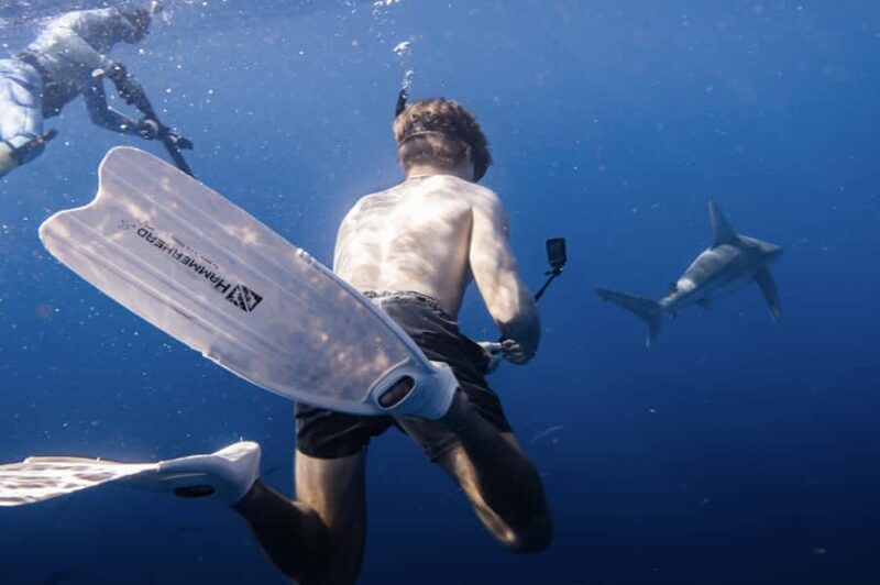 Marine Wildlife Snorkel Tour: SeaTiger Shipwreck & Sharks - Key Points