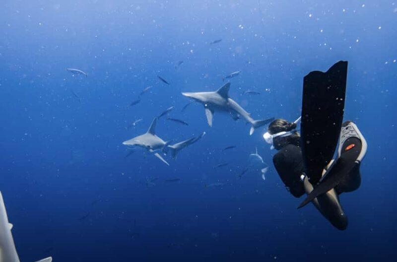 Marine Wildlife Snorkel Tour: SeaTiger Shipwreck & Sharks - Encountering Sharks and Pelagic Fish