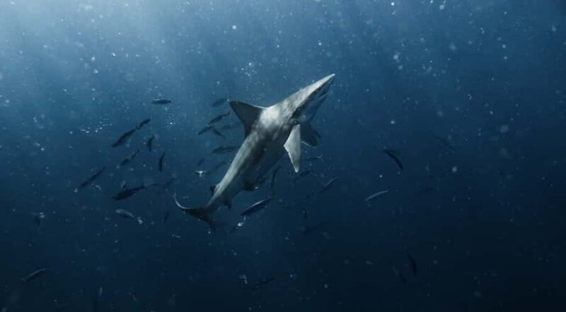 Marine Wildlife Snorkel Tour: SeaTiger Shipwreck & Sharks - The Intimate Small Group Atmosphere