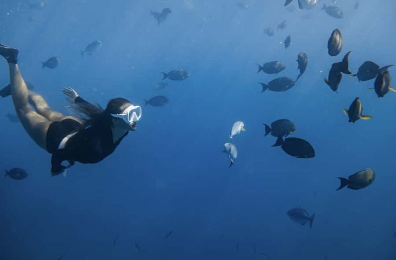 Marine Wildlife Snorkel Tour: SeaTiger Shipwreck & Sharks - Practical Tips for a Better Experience