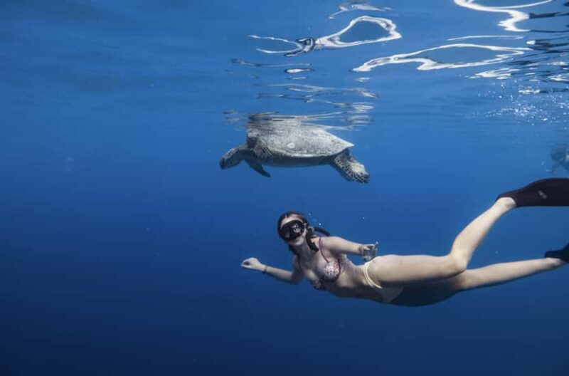 Marine Wildlife Snorkel Tour: SeaTiger Shipwreck & Sharks - Why We Recommend the Marine Wildlife Snorkel Tour