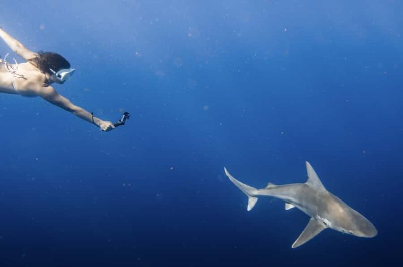 Marine Wildlife Snorkel Tour: SeaTiger Shipwreck & Sharks - Frequently Asked Questions