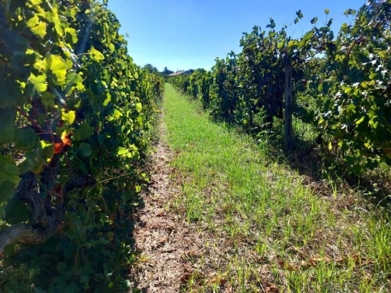 Marino: Visit to the Historic Winery and Tasting - Marinos Winery: A Blend of Tradition and Authenticity