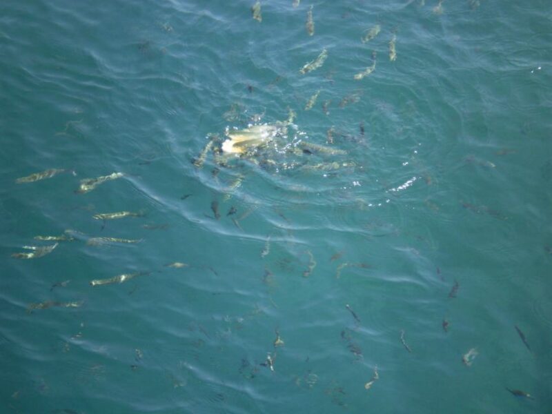 Marmaris Full-Day Boat Trip with Unlimited Soft Drinks+Lunch - Lunch on Board: Grilled Chicken, Pasta, and Fresh Salad