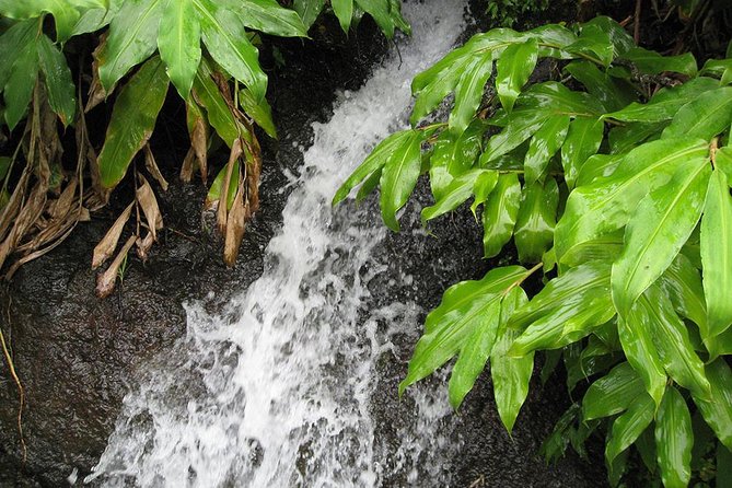 Maroços Mimosa Valley Levada Walk from Funchal - Practical Details: Weather, Footwear, and Cancellations