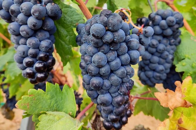 Marques de Riscal and Ysios Architecture Wine Tour w/Lunch, SS - Return Journey and Views of the Province of Alava