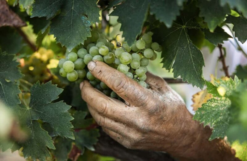 Marsala: Blindfolded Wine Tasting with Game and Gift - Practical Details and Accessibility of the Tour