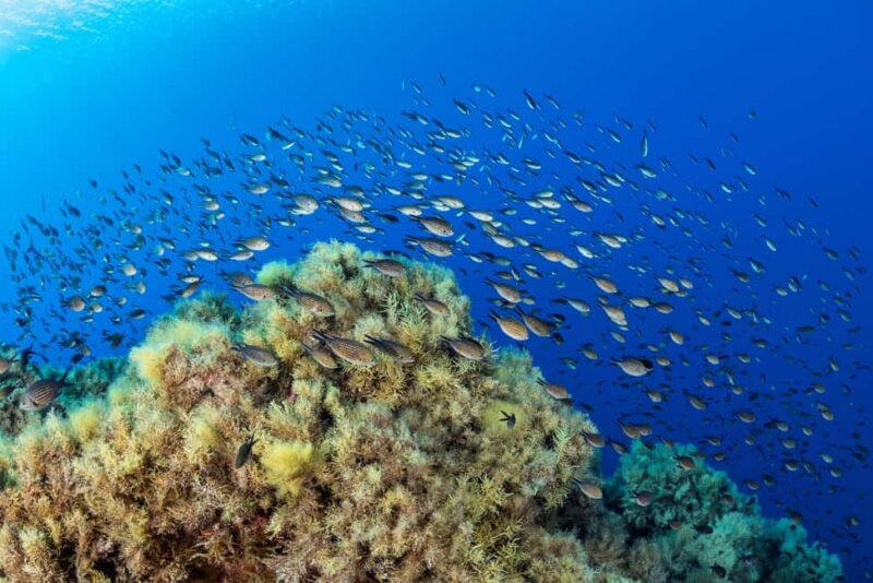 Marseille: Dive and Snorkel Adventure - Snorkeling in the Heart of the Mediterranean