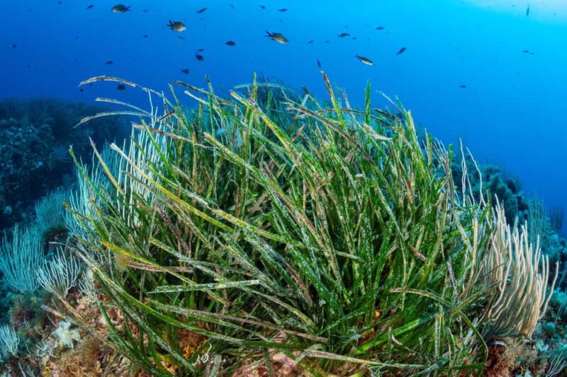 Marseille: Dive and Snorkel Adventure - Logistics and Group Size