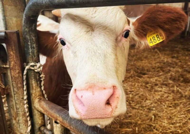 Martano: Cheese-Making Workshop with Tasting and Lunch - Discover the Charm of Martano’s Cheese-Making Workshop