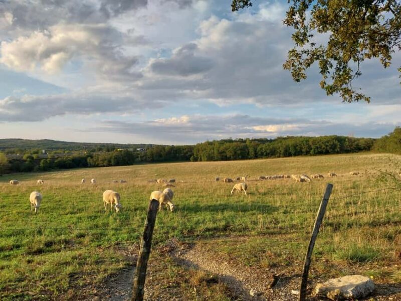 Martel: Guided Tour with a Tour Guide - Starting at the Heart of Martel: Boulevard du Capitani