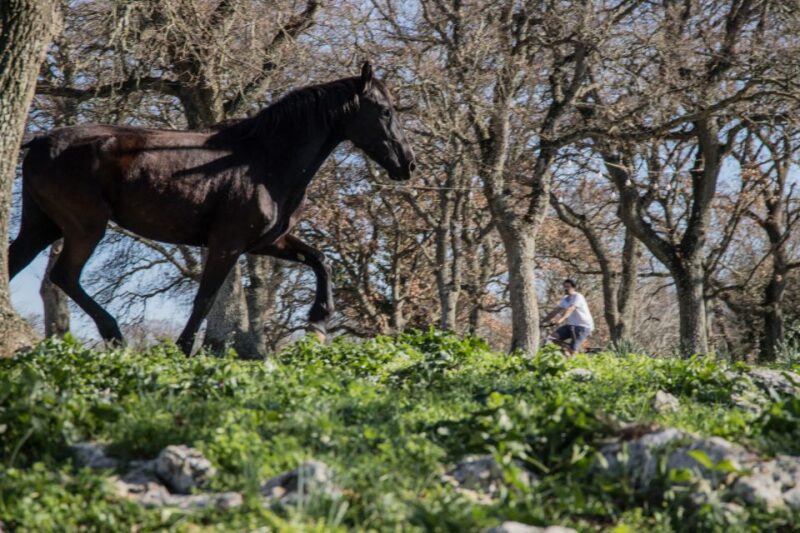 Martina Franca e-bike tour and visit to a breeding - Tasting the Flavors of Local Cheese at a Dairy