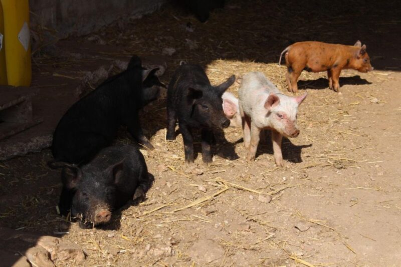 Martina Franca e-bike tour and visit to a breeding - Logistics and Practical Tips for Tour Participants