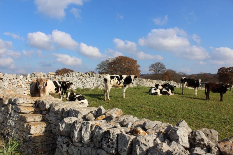 Martina Franca e-bike tour and visit to a breeding - The Sum Up: A Unique Blend of Culture, Nature, and Cuisine in Martina Franca