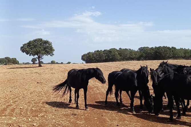 Martina Franca e-Bike tour . Visit a breeding and a dairy farm - Exploring the Itria Valleys Breathtaking Landscapes