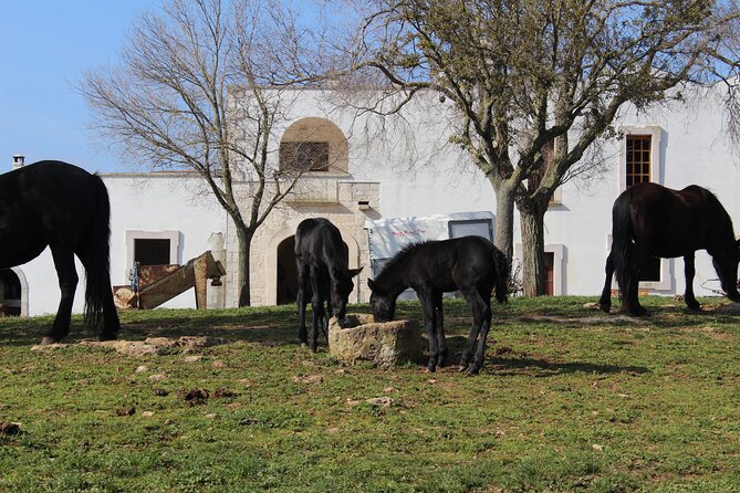 Martina Franca e-Bike tour . Visit a breeding and a dairy farm - Logistics and Weather Considerations