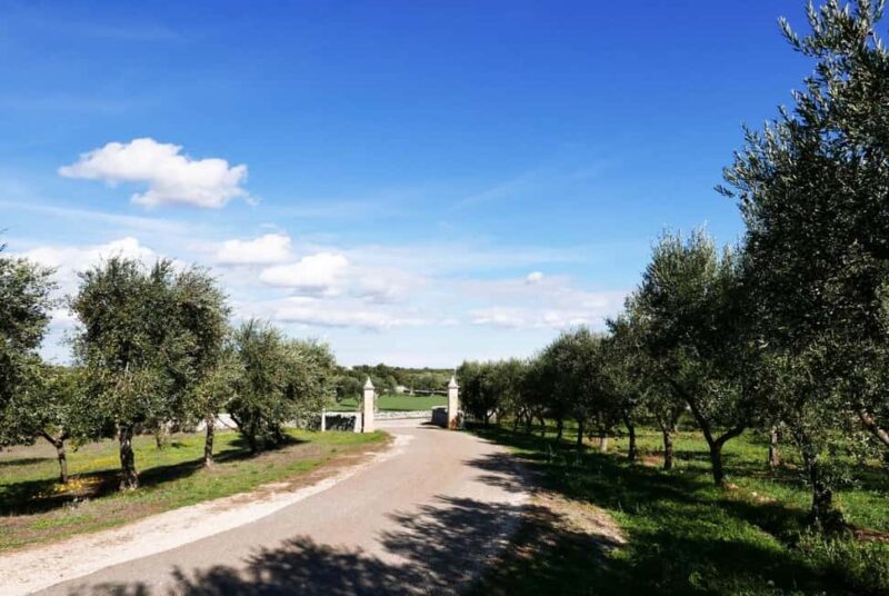 Martina Franca: Olive Oil Mill Tour & Tasting Experience - A 45-Minute Journey into Olive Oil Craftsmanship in Martina Franca