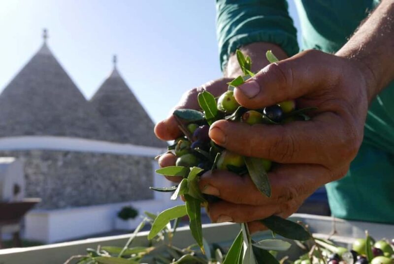 Martina Franca: Olive Oil Mill Tour & Tasting Experience - Key Points