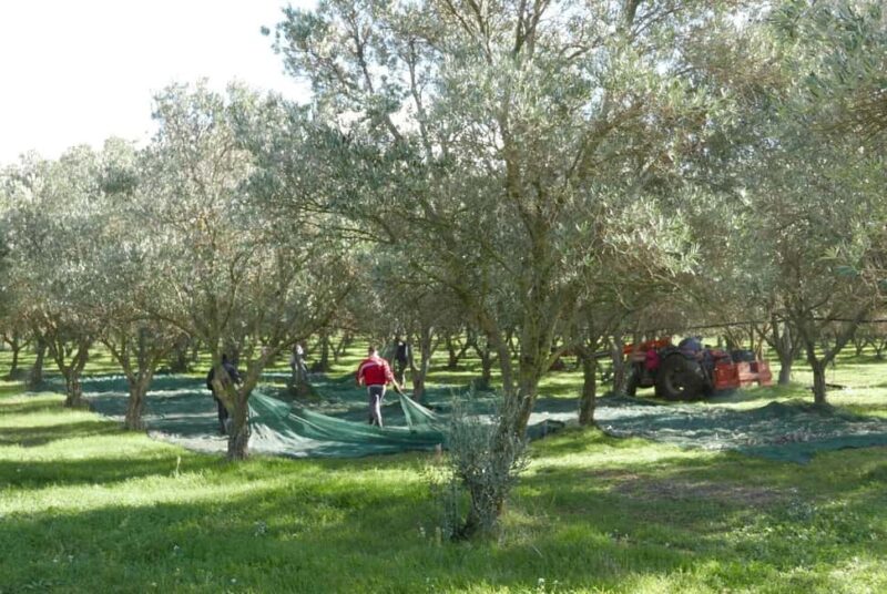 Martina Franca: Olive Oil Mill Tour & Tasting Experience - Discovering the Apulian Olive Route