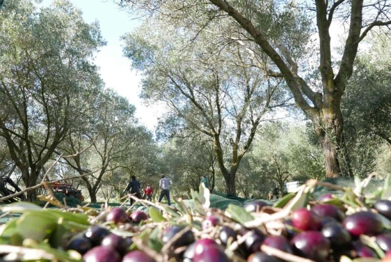 Martina Franca: Olive Oil Mill Tour & Tasting Experience - Practical Details and Booking Options