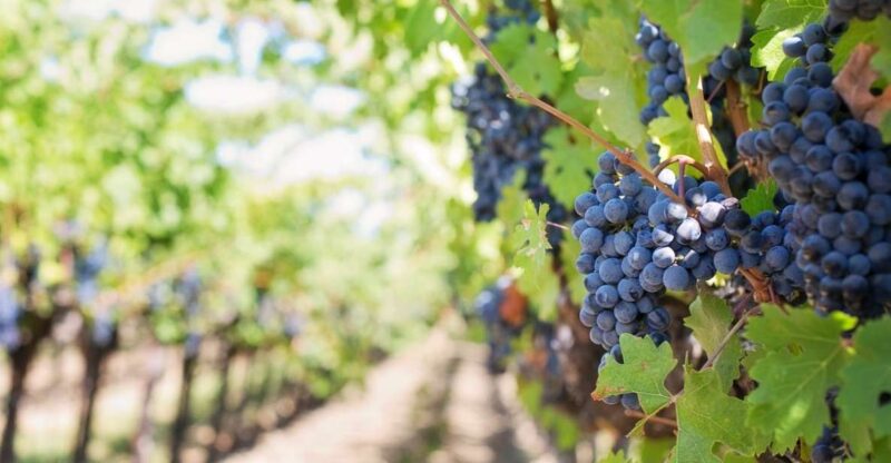 Martina Franca: Wine & Local Products Tasting - Martina Franca’s Wine & Local Products: A Taste of Apulia’s Heritage