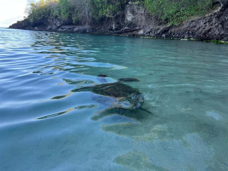Martinique: Cruise and Snorkel with Turtles, Fish, and Corals - Key Points