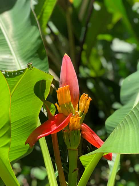 Martinique: Private Customizable Tour with Transfer - Frequently Asked Questions