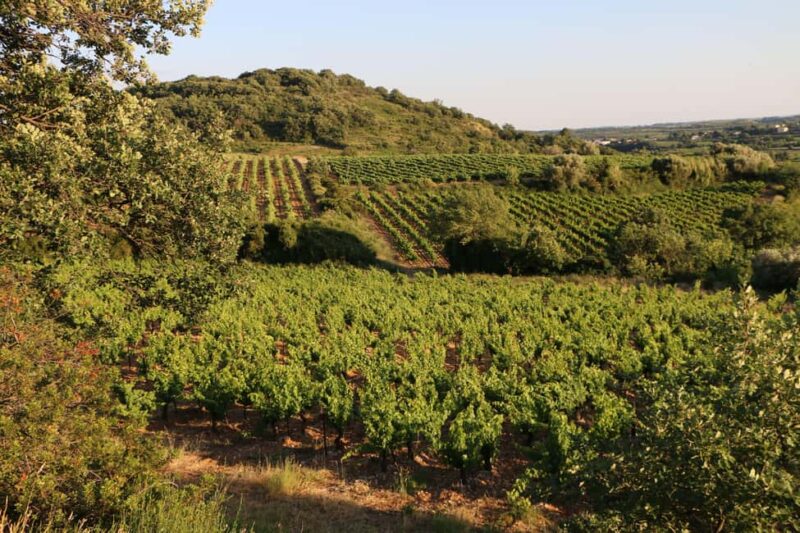 Mas Farchat: Wine tasting and tapas in the heart of nature - Sunset Views and the Sounds of Nature