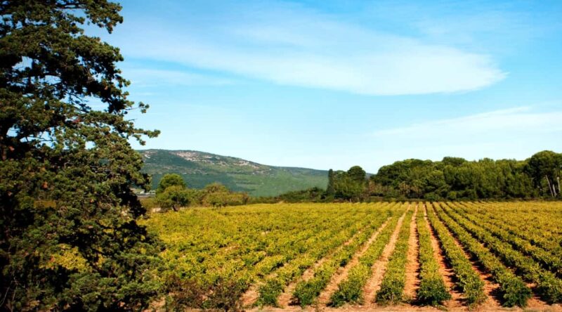 Mas Rouge: Tour and Tasting of Muscat near Montpellier - Cellar Visit and Winemaking Insights