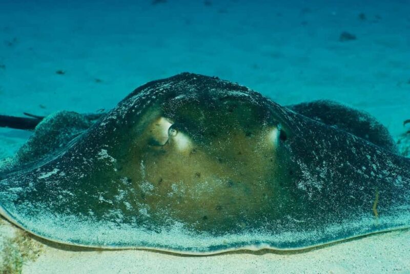 Maspalomas: Discover Scuba Diving with Pickup - Guided Shore Dive to a Maximum of 12 Meters in Vibrant Marine Settings