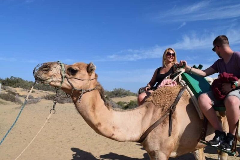 Maspalomas: Guided Camel Ride in the Maspalomas Sand Dunes - Key Points