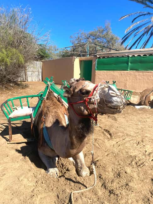 Maspalomas: Guided Camel Ride in the Maspalomas Sand Dunes - The Camel Ride Itself: What to Expect