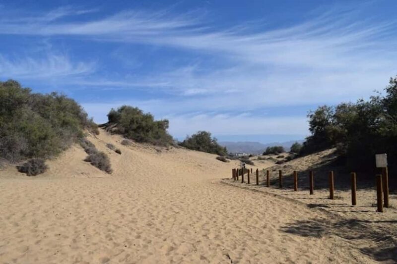 Maspalomas: Guided Camel Ride in the Maspalomas Sand Dunes - The Camels: Well-Cared-For and Calm