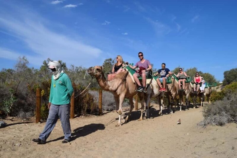 Maspalomas: Guided Camel Ride in the Maspalomas Sand Dunes - Timing and Crowd Levels