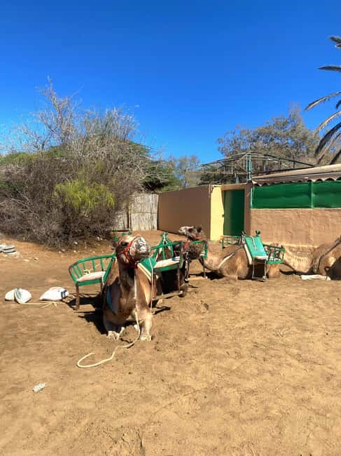 Maspalomas: Guided Camel Ride in the Maspalomas Sand Dunes - The Cost and Booking Flexibility
