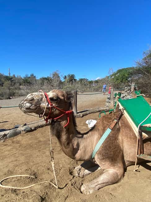 Maspalomas: Guided Camel Ride in the Maspalomas Sand Dunes - The Sum Up: The Gentle Desert Adventure in Maspalomas