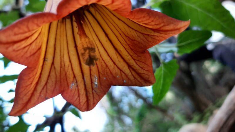 Maspalomas: Hiking in the Waterfalls with Sky Rebels - Practical Logistics and Considerations