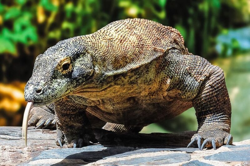 Maspalomas: Palmitos Park Ticket with Dolphin and Bird Shows - The Butterfly House and Tropical Displays