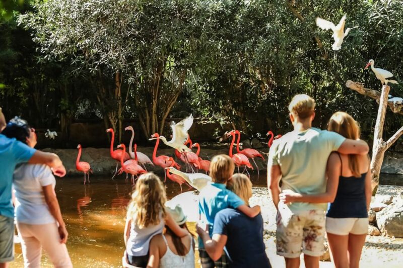 Maspalomas: Palmitos Park Ticket with Dolphin and Bird Shows - Tips for Visitors: Making the Most of Your Day