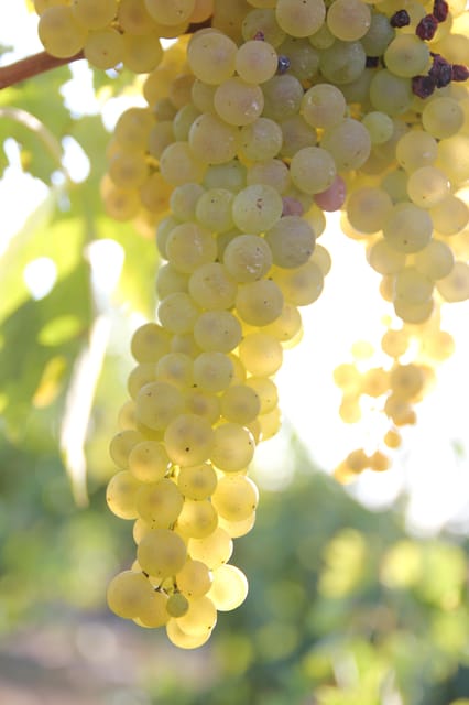 MASTERCLASS COGNAC - Perfect for Curious Spirits Lovers and Cognac Connoisseurs