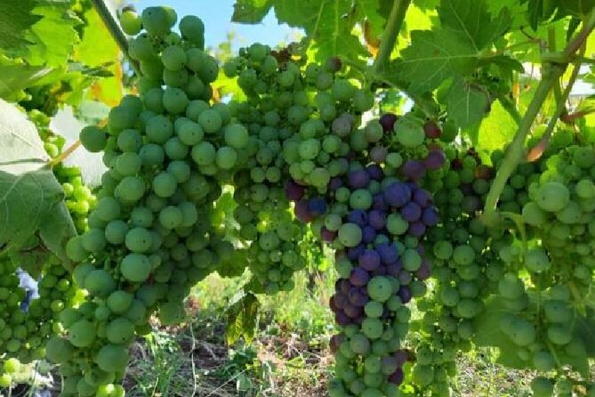 Matera half day - Insights into the Exterior of the Rock Complexes and Film Fame