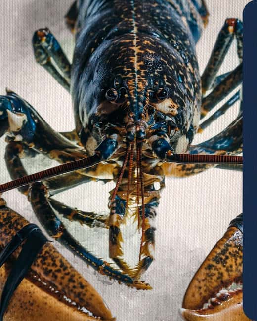 Matosinhos: A Gastronomic Experience at a Luxury Seafood Restaurant. - Key Points