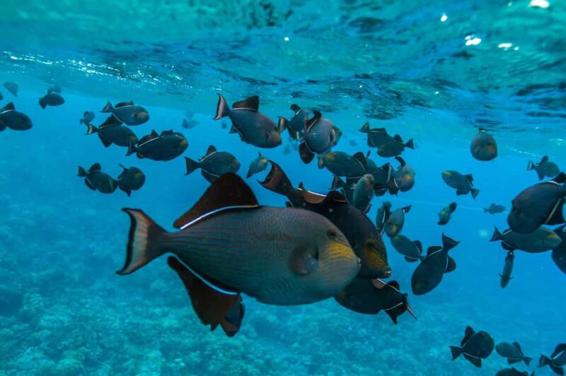 Maui: 3-Hour Molokini Snorkel Experience - Top-Quality Snorkel Gear and Reef-Safe Sunscreen Policy