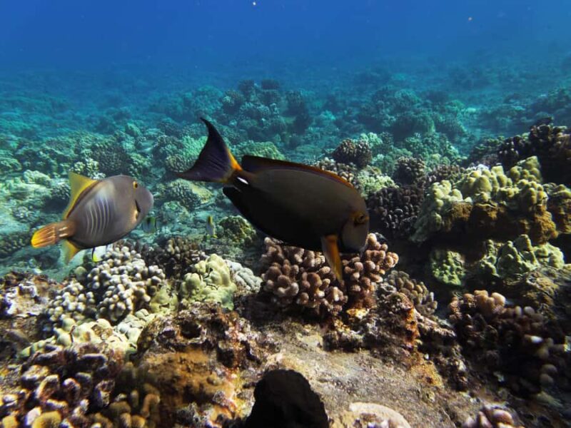 Maui: 3-Hour Molokini Snorkel Experience - Relaxing on Deck with Refreshments and a BBQ Lunch