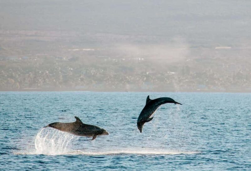 Maui: Afternoon Catamaran Sail w/ Local Culture & Cocktails - Practical Tips for Booking and Visiting