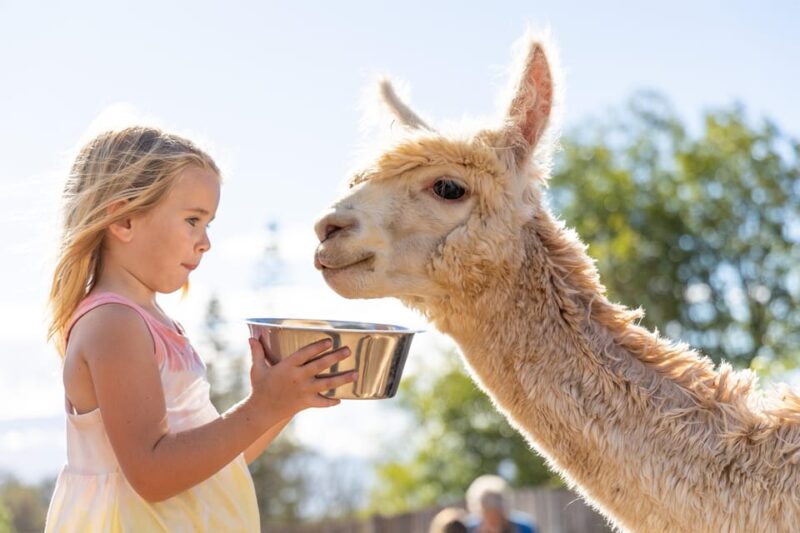 Maui: Alpaca Farm Visit with Hands-On Activities - Explore Mauis Upcountry on an Eight-Acre Alpaca Farm