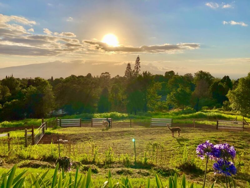 Maui: Alpaca Farm Visit with Hands-On Activities - Fiber Education and Processing Insights