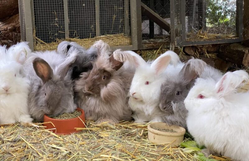 Maui: Alpaca Farm Visit with Hands-On Activities - Scenic Upcountry Surroundings and Land Connection