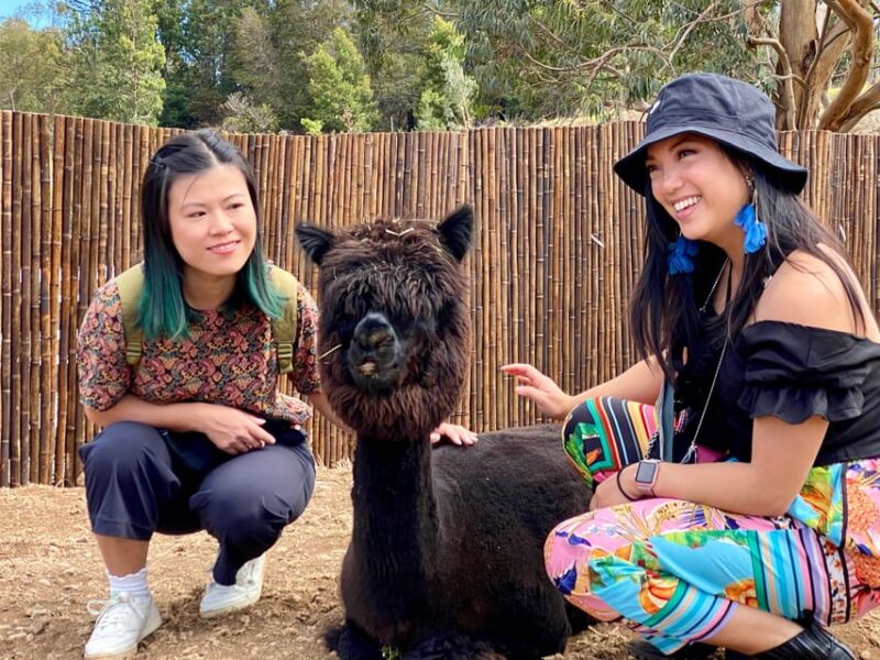 Maui: Alpaca Farm Visit with Hands-On Activities - Practical Details and Tour Logistics