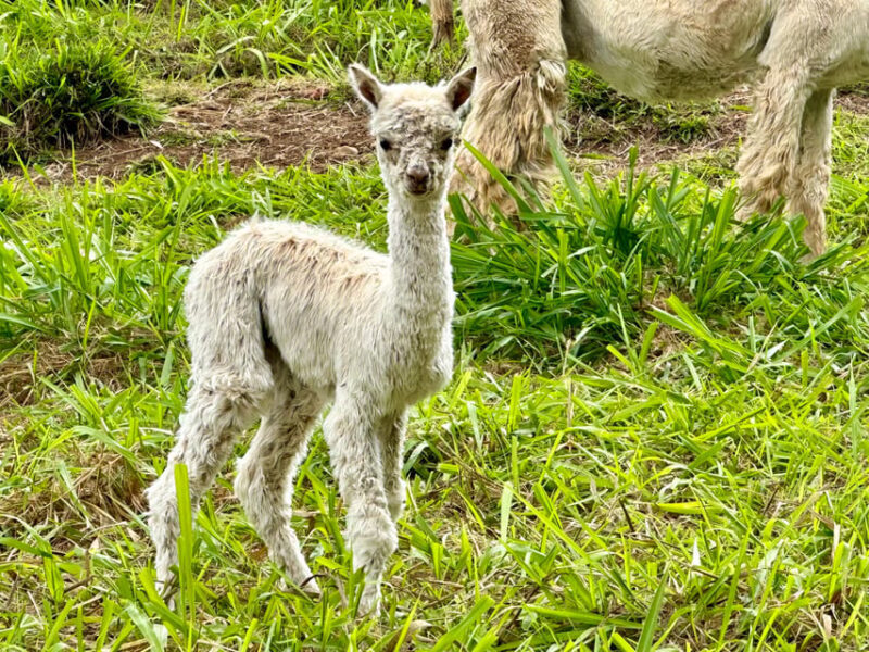 Maui: Alpaca Farm Visit with Hands-On Activities - Who Will Love This Maui Alpaca Farm Tour?